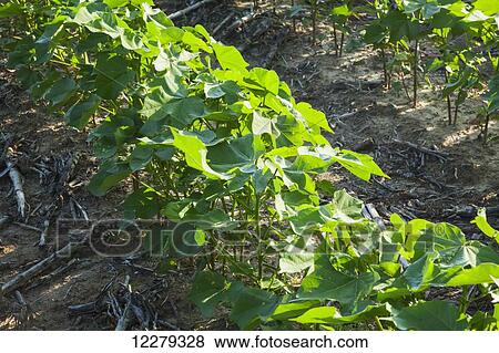 Stock Photo - No till cotton, mid-square setting stage; England, Arkansas, United States of America. Fotosearch