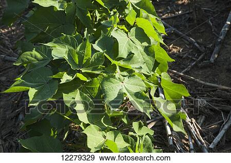 Stock Photo - No till cotton, mid-squareset stage; England, Arkansas, United States of America. Fotosearch