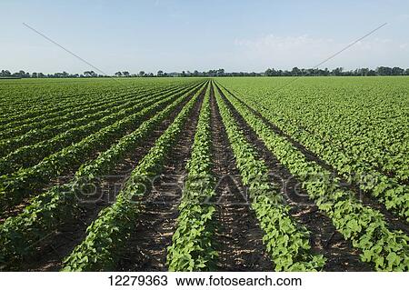 Stock Image - No till cotton plants at mid square set stage; England, Arizona, United States of America. Fotosearch