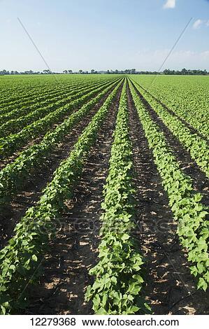 Stock Photo - No till cotton plants at mid square set stage; England, Arizona, United States of America. Fotosearch