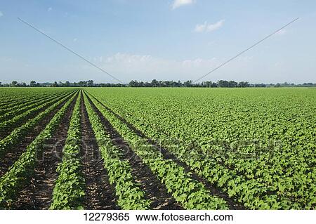 Stock Photography - No till cotton plants at mid square set stage; England, Arizona, United States of America. Fotosearch