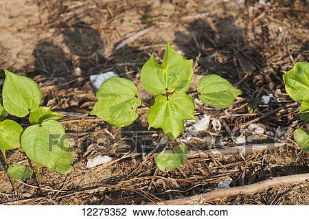 No till cotton seedling, 4 leaf stage; England, Arkansas, United States of America View Large Photo Image Stock Image - No till cotton seedling, 4 leaf stage; England, Arkansas, United States of America. Fotosearch