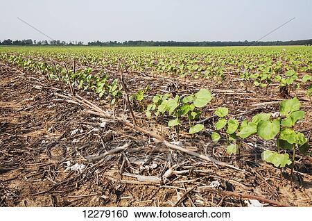 Stock Image - No till cotton seedlings growing on beds where no till corn and no till cotton have been produced in previous years; England, Arkansas, United States of America. Fotosearch