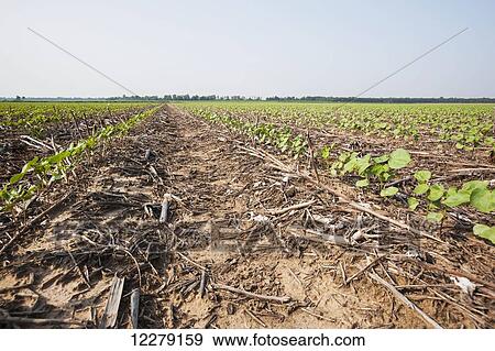 Stock Photo - No till cotton seedlings growing on beds where no till corn and no till cotton have been produced in previous years; England, Arkansas, United States of America. Fotosearch