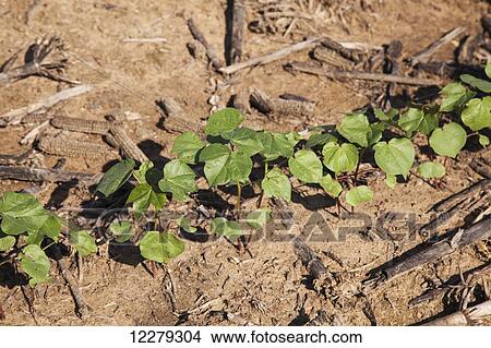 Picture - No till cotton seedlings growing where corn was the preceding crop; England, Arkansas, United States of America. Fotosearch