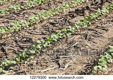 Stock Image - No till cotton seedlings growing where corn was the preceding crop; England, Arkansas, United States of America. Fotosearch