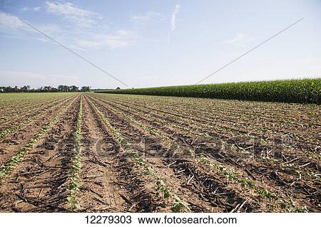Stock Image - No till cotton seedlings growing where corn was the preceding crop; England, Arkansas, United States of America. Fotosearch