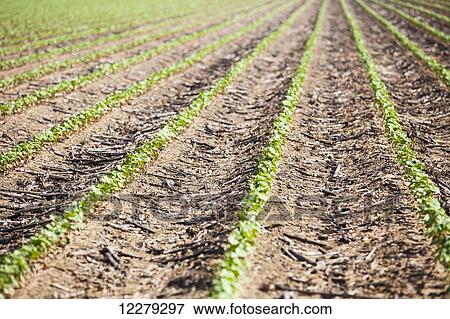 No till cotton seedlings growing where corn was the preceding crop; England, Arkansas, United States of America View Large Photo Image Stock Photo - No till cotton seedlings growing where corn was the preceding crop; England, Arkansas, United States of America. Fotosearch