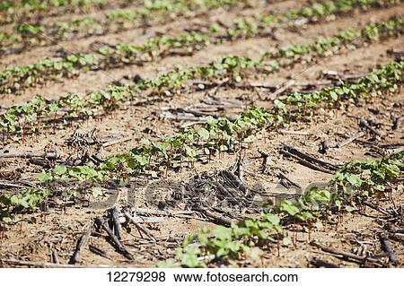 No till cotton seedlings growing where corn was the preceding crop; England, Arkansas, United States of America View Large Photo Image Stock Photo - No till cotton seedlings growing where corn was the preceding crop; England, Arkansas, United States of America. Fotosearch