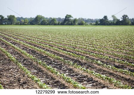 Stock Photo - No till cotton seedlings growing where corn was the preceding crop; England, Arkansas, United States of America. Fotosearch