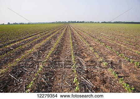 Picture - No till Roundup Ready cotton at 4-leaf stage with dead weeds controlled by post emergence herbicide, most likely Roundup; England, Arkansas, United States of America. Fotosearch