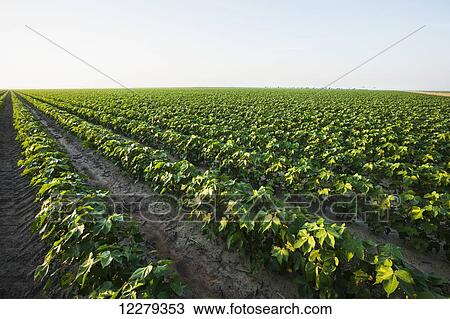 No till Roundup Ready cotton at 4-leaf stage with dead weeds controlled by post emergence herbicide, most likely Roundup; England, Arkansas, United States of America View Large Photo Image Stock Image - No till Roundup Ready cotton at 4-leaf stage with dead weeds controlled by post emergence herbicide, most likely Roundup; England, Arkansas, United States of America. Fotosearch