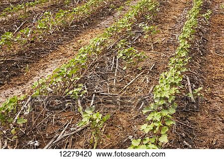 No-till Roundup ready cotton in approximately 8-10 leaf stage with volunteer cotton germinating from cotton was grown in this field the preceding year; England, Arkansas, United States of America View Large Photo Image Stock Image - No-till Roundup ready cotton in approximately 8-10 leaf stage with volunteer cotton germinating from cotton was grown in this field the preceding year; England, Arkansas, United States of America. Fotosearch