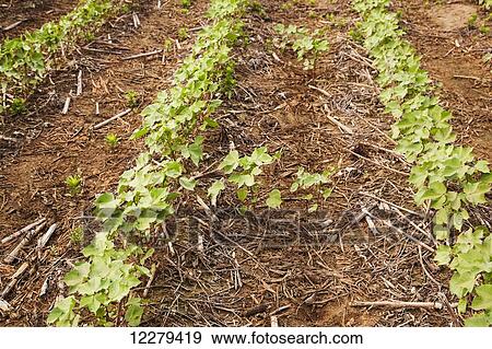 No-till Roundup ready cotton in approximately 8-10 leaf stage with volunteer cotton germinating from cotton was grown in this field the preceding year; England, Arkansas, United States of America View Large Photo Image Stock Photo - No-till Roundup ready cotton in approximately 8-10 leaf stage with volunteer cotton germinating from cotton was grown in this field the preceding year; England, Arkansas, United States of America. Fotosearch