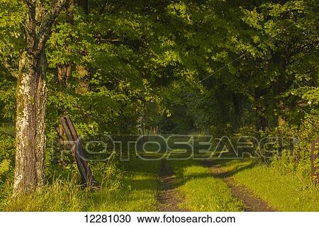Old tree lined driveway; Waterloo, Quebec, Canada View Large Photo Image Stock Image - Old tree lined driveway; Waterloo, Quebec, Canada. Fotosearch