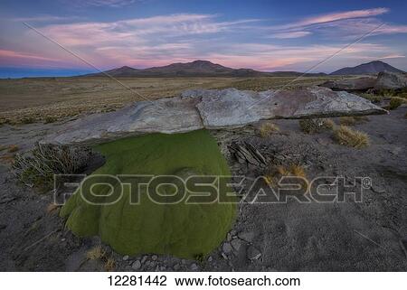 Stock Image - One of the oldest living organisms on earth, Yareta (Azorella compacta), grows in the high deserts of Bolivia's Altiplano; Sur Lipez, Bolivia. Fotosearch
