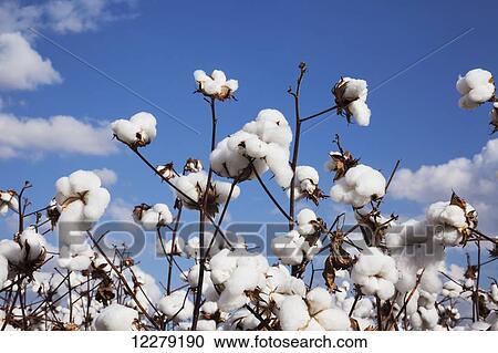 Open cotton at harvest stage; England, Arkansas, United States of America View Large Photo Image Stock Image - Open cotton at harvest stage; England, Arkansas, United States of America. Fotosearch