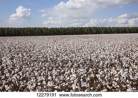 Stock Image - Open cotton at harvest stage; England, Arkansas, United States of America. Fotosearch
