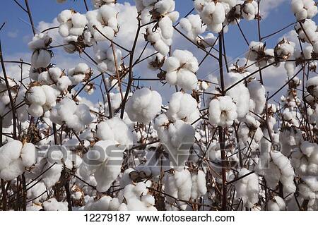 Stock Photo - Open cotton at harvest stage; England, Arkansas, United States of America. Fotosearch