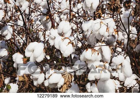Stock Photo - Open cotton at harvest stage; England, Arkansas, United States of America. Fotosearch