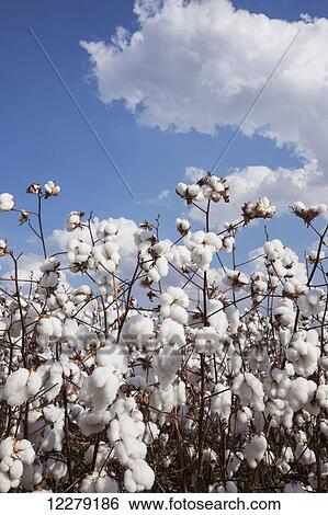 Open cotton at harvest stage; England, Arkansas, United States of America View Large Photo Image Stock Photograph - Open cotton at harvest stage; England, Arkansas, United States of America. Fotosearch