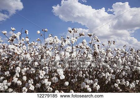 Open cotton at harvest stage; England, Arkansas, United States of America View Large Photo Image Stock Photography - Open cotton at harvest stage; England, Arkansas, United States of America. Fotosearch