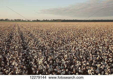 Picture - Open cotton at the harvest stage at sunrise; England, Arkansas, United States of America. Fotosearch