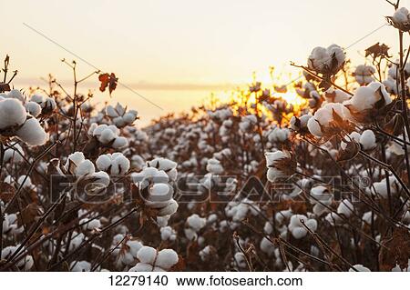 Stock Image - Open cotton at the harvest stage at sunrise; England, Arkansas, United States of America. Fotosearch