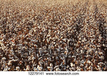 Stock Image - Open cotton at the harvest stage at sunrise; England, Arkansas, United States of America. Fotosearch