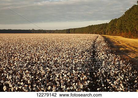 Open cotton at the harvest stage at sunrise; England, Arkansas, United States of America View Large Photo Image Stock Image - Open cotton at the harvest stage at sunrise; England, Arkansas, United States of America. Fotosearch
