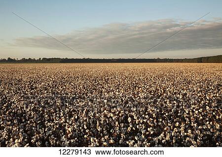 Open cotton at the harvest stage at sunrise; England, Arkansas, United States of America View Large Photo Image Stock Image - Open cotton at the harvest stage at sunrise; England, Arkansas, United States of America. Fotosearch