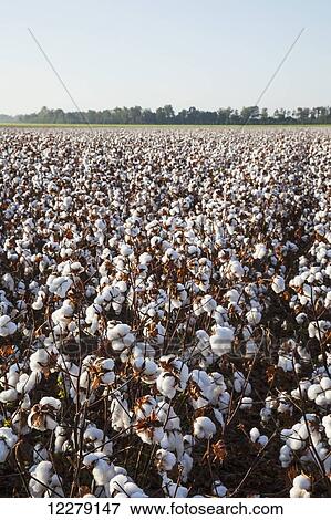 Stock Photo - Open cotton at the harvest stage at sunrise; England, Arkansas, United States of America. Fotosearch
