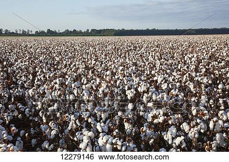 Stock Photograph - Open cotton at the harvest stage at sunrise; England, Arkansas, United States of America. Fotosearch