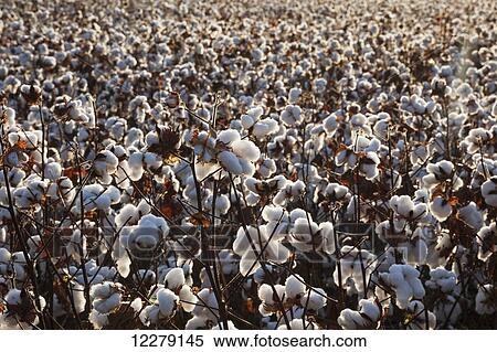 Stock Photography - Open cotton at the harvest stage at sunrise; England, Arkansas, United States of America. Fotosearch