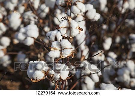 Picture - Open cotton at the harvest stage; England, Arkansas, United States of America. Fotosearch
