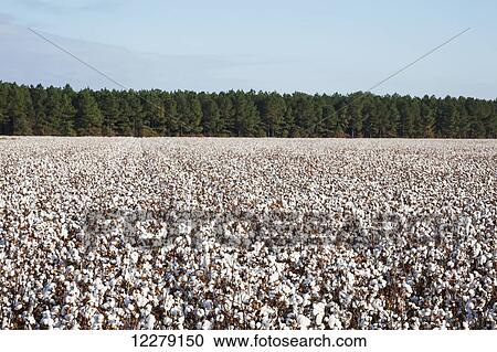 Stock Image - Open cotton at the harvest stage; England, Arkansas, United States of America. Fotosearch