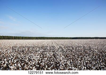 Open cotton at the harvest stage; England, Arkansas, United States of America View Large Photo Image Stock Image - Open cotton at the harvest stage; England, Arkansas, United States of America. Fotosearch