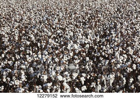 Stock Image - Open cotton at the harvest stage; England, Arkansas, United States of America. Fotosearch