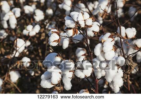 Open cotton at the harvest stage; England, Arkansas, United States of America View Large Photo Image Stock Image - Open cotton at the harvest stage; England, Arkansas, United States of America. Fotosearch