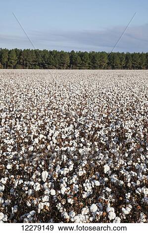 Stock Photo - Open cotton at the harvest stage; England, Arkansas, United States of America. Fotosearch