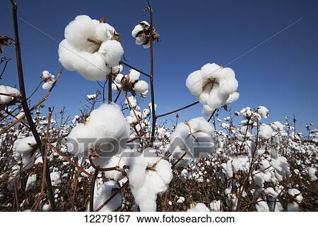 Open cotton at the harvest stage; England, Arkansas, United States of America View Large Photo Image Stock Photo - Open cotton at the harvest stage; England, Arkansas, United States of America. Fotosearch