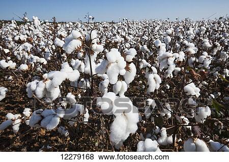 Stock Photo - Open cotton at the harvest stage; England, Arkansas, United States of America. Fotosearch
