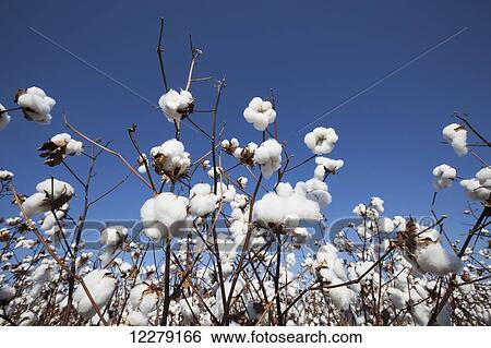 Stock Photograph - Open cotton at the harvest stage; England, Arkansas, United States of America. Fotosearch