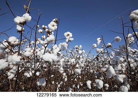 Open cotton at the harvest stage; England, Arkansas, United States of America View Large Photo Image Stock Photography - Open cotton at the harvest stage; England, Arkansas, United States of America. Fotosearch