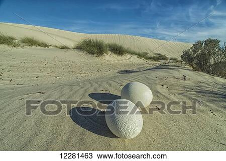 Stock Image - Ostrich eggs lay abandoned in the desert in Namakwaland National Park; South Africa. Fotosearch