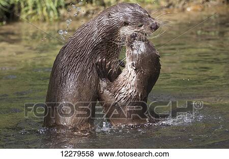 Otters playing and showing affection in the water; Yorkshire, England View Large Photo Image Stock Photo - Otters playing and showing affection in the water; Yorkshire, England. Fotosearch