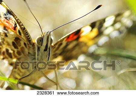 Stock Image - Painted Lady (Vanessa Cardui); Les Cedres, Quebec, Canada. Fotosearch