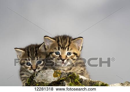 Stock Photo - Pair of tabby kittens playing outside; United Kingdom. Fotosearch