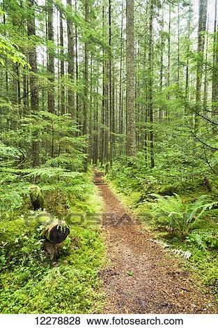 Path in a forest, Chilliwack River Road; Chilliwack, British Columbia, Canada View Large Photo Image Stock Photo - Path in a forest, Chilliwack River Road; Chilliwack, British Columbia, Canada. Fotosearch