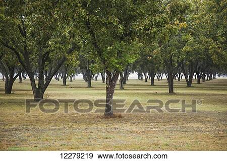 Pecan grove in autumn; England, Arkansas, United States of America View Large Photo Image Stock Photo - Pecan grove in autumn; England, Arkansas, United States of America. Fotosearch